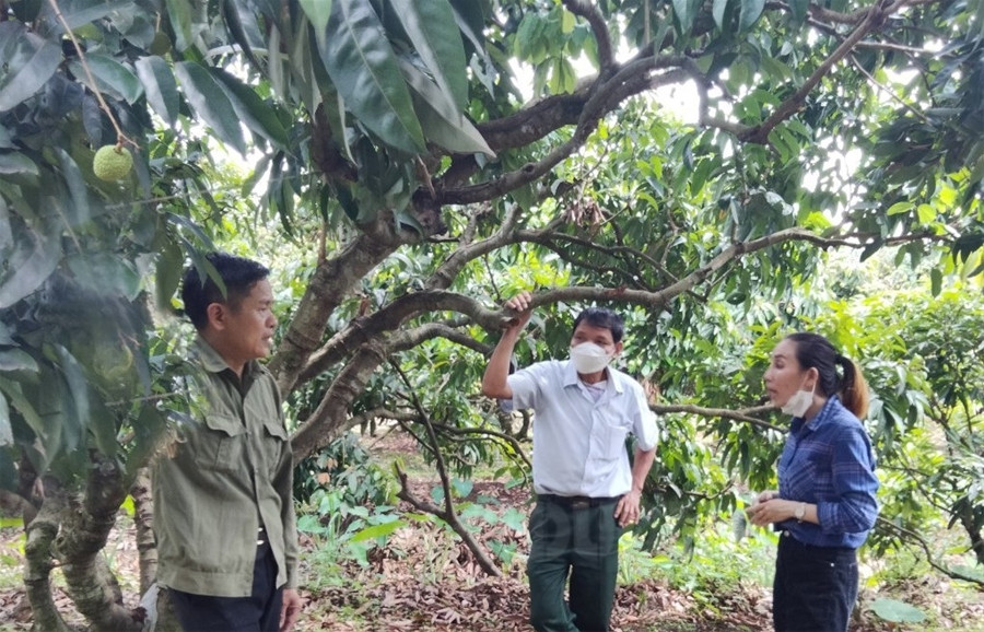 Sen Do Technology JSC plans to sell 2,000 tons of Thanh Ha thieu lychees on e-commerce platform